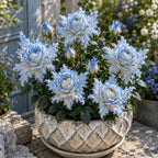 🔥LAST DAY SALE 49% OFF-🌹🪽 Discover the Magic of Angel Wing Roses – Unique Petals. Endless Blooms
