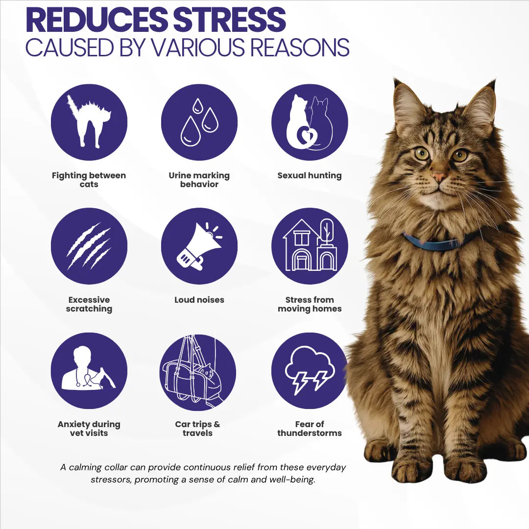 GentlePaws Cat Calming Collar (2-Pack)