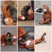 🏆Last Day 40% OFF-🪙 Emotional Support Monkey Coin🐒