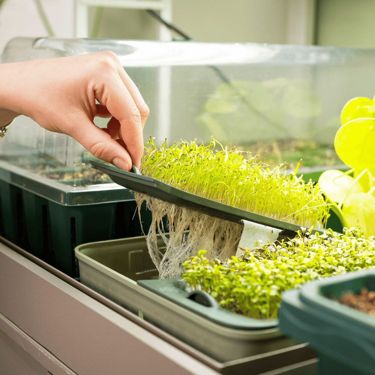 Ultimate Grow Light Garden