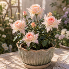 🔥LAST DAY SALE 49% OFF-🌹🪽 Discover the Magic of Angel Wing Roses – Unique Petals. Endless Blooms