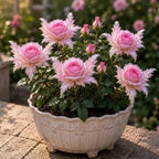 🔥LAST DAY SALE 49% OFF-🌹🪽 Discover the Magic of Angel Wing Roses – Unique Petals. Endless Blooms