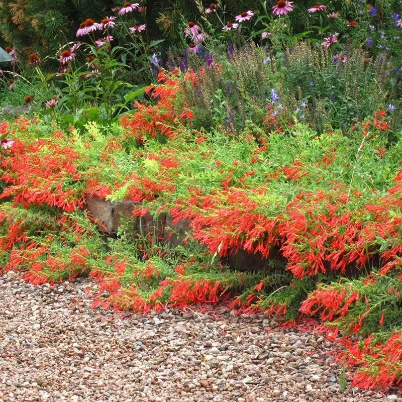 🐦"Hummingbird Carpet"🌸Epilobium garrettii – Rainbow Burst 🌈