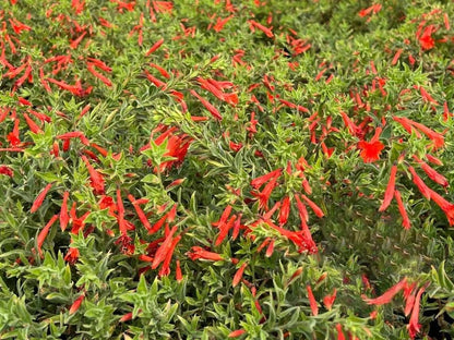 🐦"Hummingbird Carpet"🌸Epilobium garrettii – Rainbow Burst 🌈