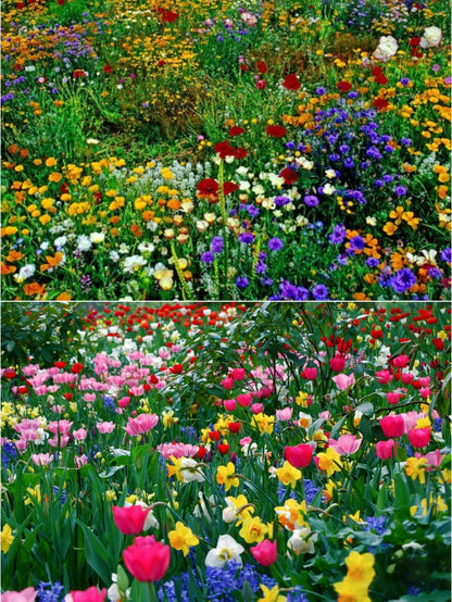 💝Mixed Perennial Flowers Seeds30- 60kinds mixed