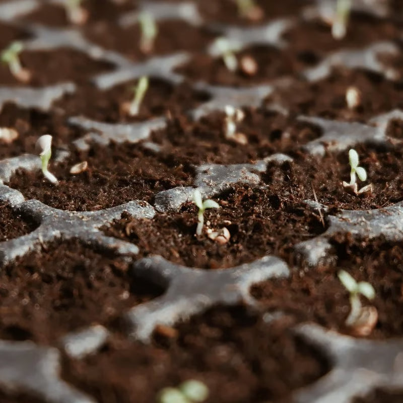 ✨Premium Organic Coconut Coir Bricks for Plants（Size：5*1.5cm）